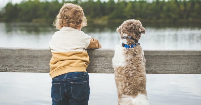 Top 10 rase de căţeluşi mici şi drăgălaşi, perfecte pentru o familie