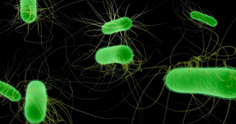 Pericolul E.Coli la copii 