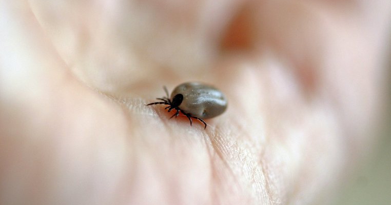 10 secrete despre capuse pe care trebuie sa le stii! Afla cum sa eviti sa fii muscat