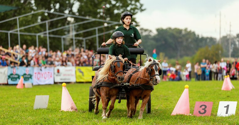 Poneii vor face spectacol la Karpatia Pony Show 2017 