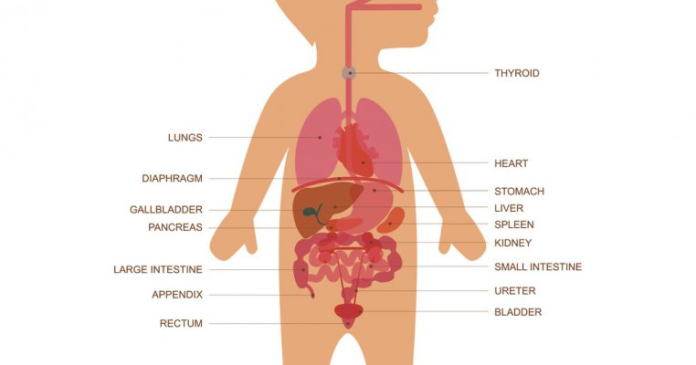 Cum influențează flora intestinală comportamentul copilului