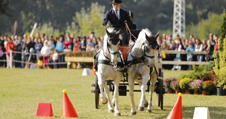 KARPATIA HORSE SHOW 2017: Zece mii de vizitatori, zeci de concurenți!