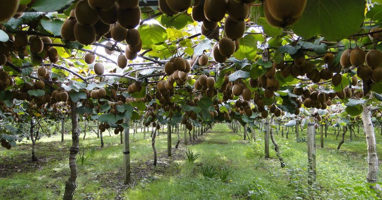 Fotografii uimitoare, care îți vor dovedi că habar nu ai cum se cultivă anumite alimente