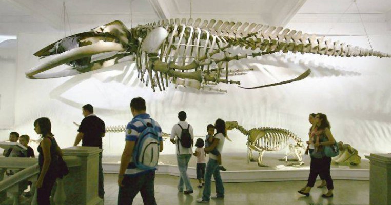 Leganati de Deinotherium se reia de 3 ori pe luna!