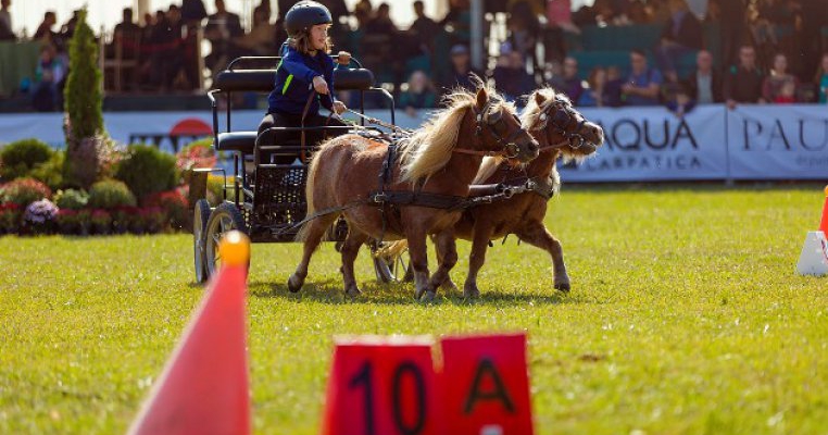 Poneii reiau spectacolul ecvestru la Karpatia Pony Show 2018, ediția a II-a