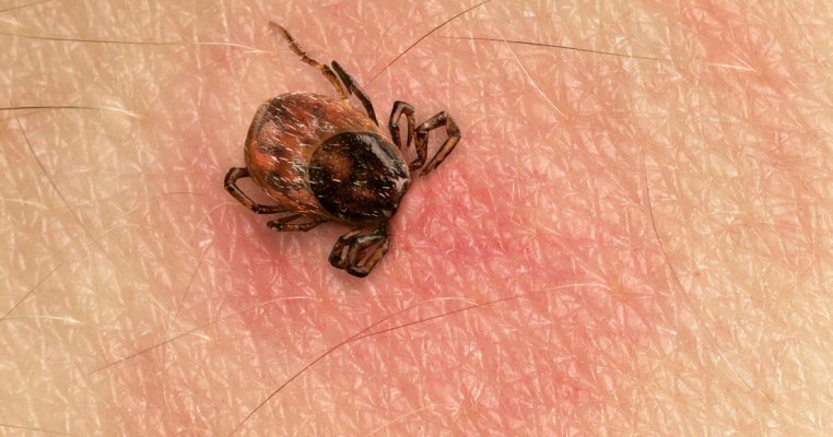 6 insecte care îţi pot strica vacanţa de 1 MAI. La ce să fii atent