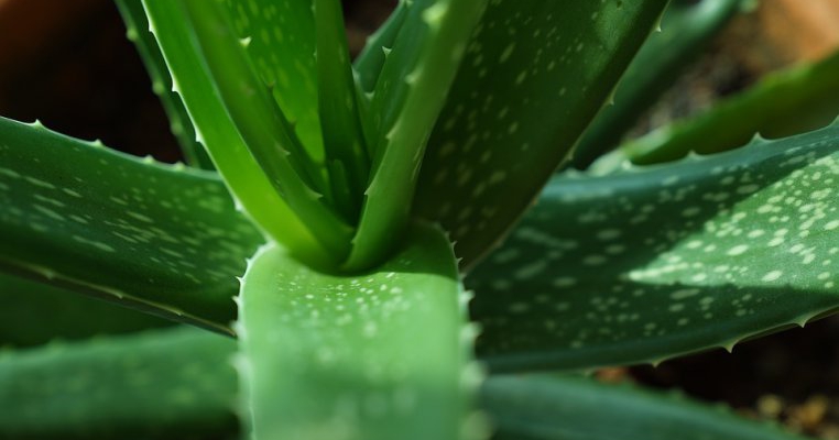 Aloe vera. TOP 12 beneficii nebanuite ale plantei nemuririi!