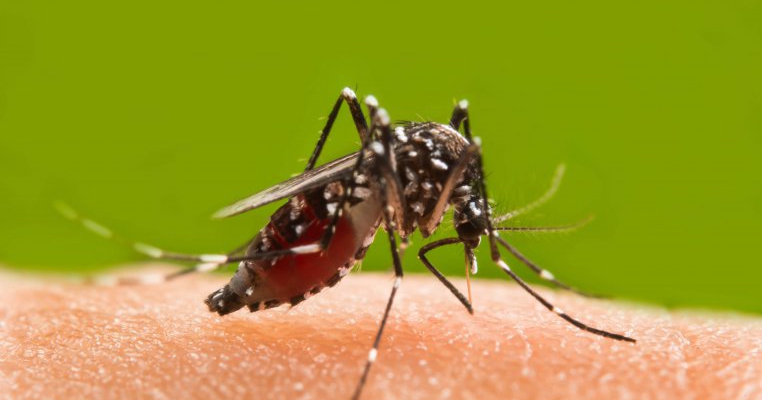 Medic român: nu neglijați înțepăturile de țânțari! Pot transmite West Nile