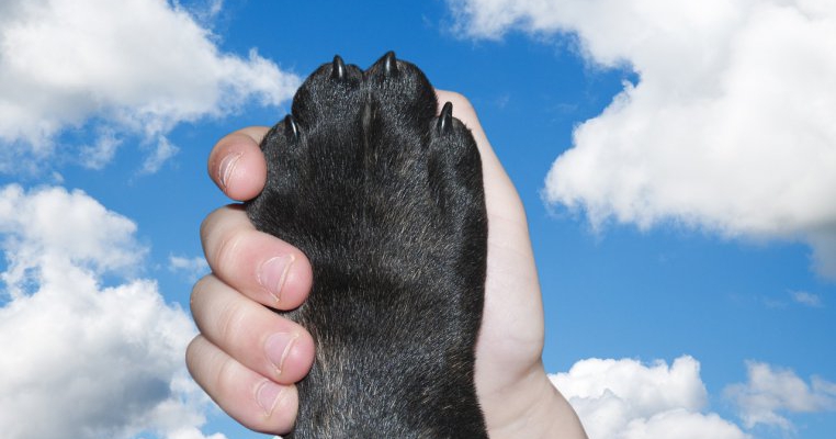 Noul animal de companie pe care toți părinții îl vor aproba