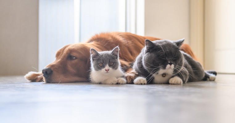 Acest animal de companie este purtător de salmonella. La ce trebuie să fie atenți părinții