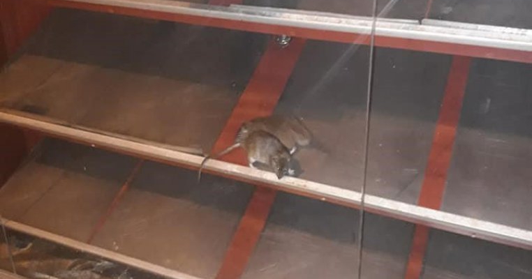 Șobolani fotografiați în vitrina uneia dintre cele mai mari patiserii din București