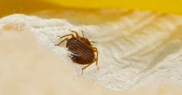 um sa scapi de insectele enervante din casa