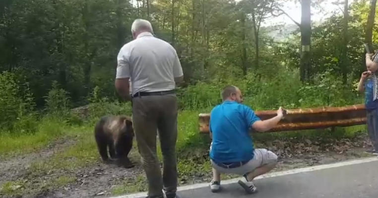 Acești părinți si-au pus copilul să facă un selfie cu ursul. Ce a pățit minorul