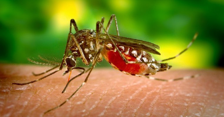 Alertă mondială! Un virus care afectează creierul, cauzat de țânțari, se răspândește în lume cu viteză