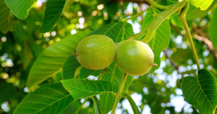 Tratamente naturiste cu frunze de nuc: utilizări medicinale ale acestui dar de la natură
