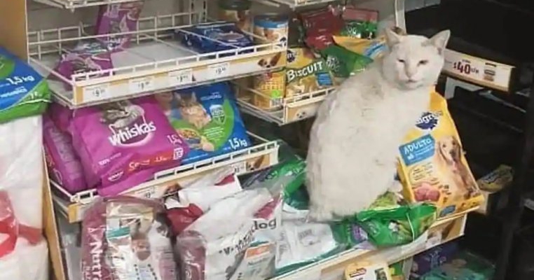 O pisică maidaneză a făcut o femeie să-i cumpere mâncarea ei favorită. Isteața felină a fost adoptată