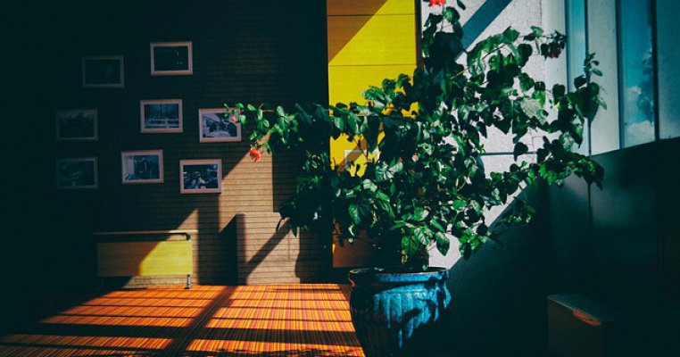 10 plante de apartament rezistente la întuneric. Uite cum le îngrijești!