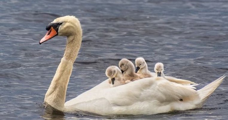 Natura suprinzătoare: tatăl lebăda are grijă de copii după ce partenera lui a murit la o săptămână de la venirea pe lume a puiuților