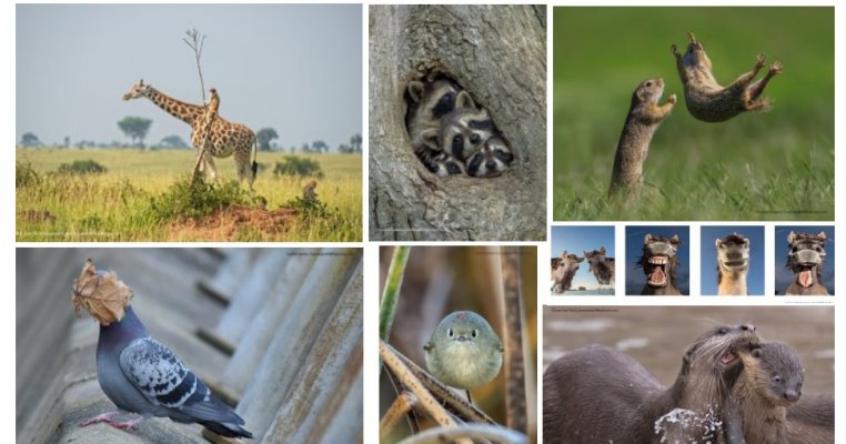 Cele mai amuzante fotografii din natură ale anului 2021. Avem nevoie și de zâmbete!