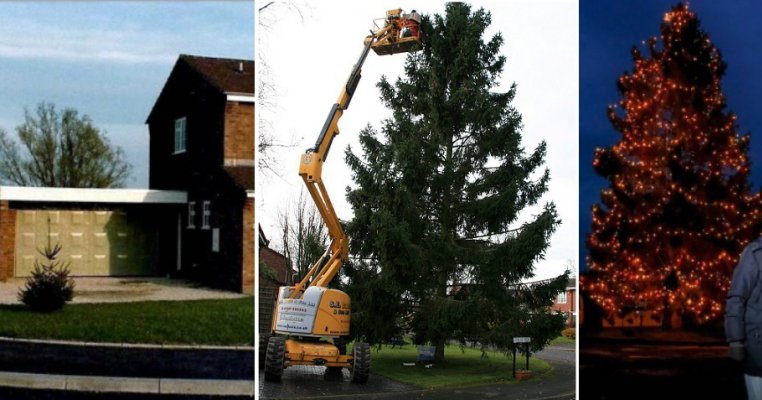 Acum 43 de ani au plantat în curte bradul de Crăciun din ghiveci. Azi este înalt cât un bloc și a devenit simbolul orașului