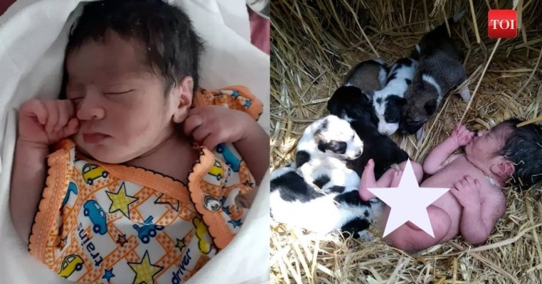 O mamă cățelușă a salvat viața unui bebeluș abandonat, îngrijindu-l ca pe propriul pui