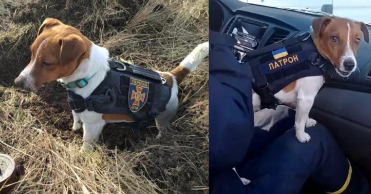 Fă cunoștință cu Patron, cățelușul polițist care detectează bombele de pe frontul ucrainian