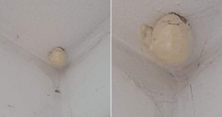 Un ou bizar a apărut pe tavanul camerei fiului meu. Aveți idee ce este?