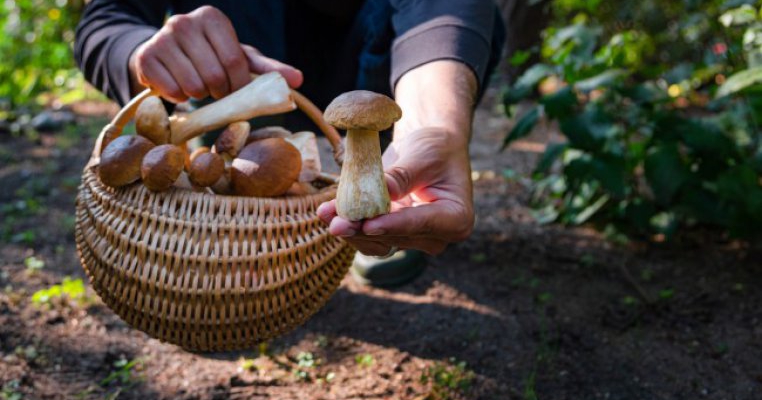 Ciuperci porcini: ce rețete delicioase poți pregăti din ele