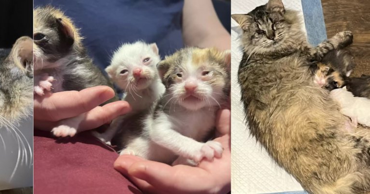Nimic ca dragostea de mamă: o pisicuță oarbă își salvează puii, cerând ajutorul unui trecător