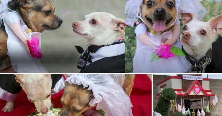 Nunta anului: doi cățeluși abandonați au parte de o ceremonie adorabilă organizată de adăpostul care i-a salvat