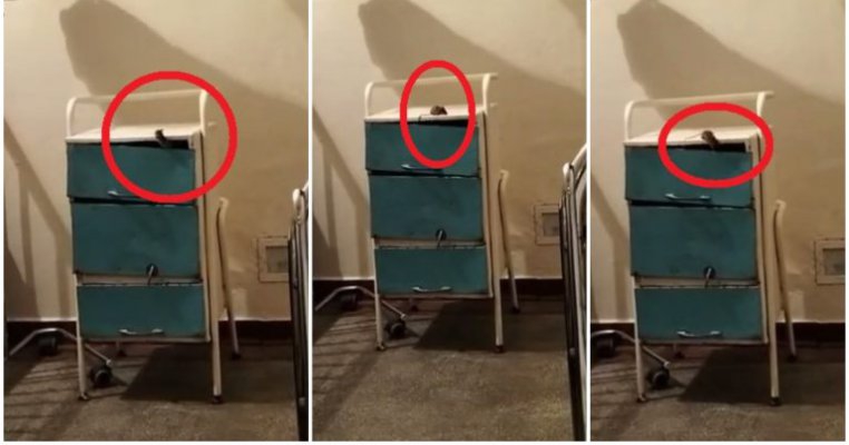 Șoarece filmat în secția de pediatrie a unui spital din Sălaj!