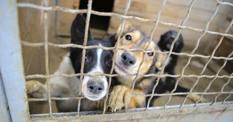 Cum s-a sărbătorit Ziua Mondială a Animalului la un adăpost de animale din București