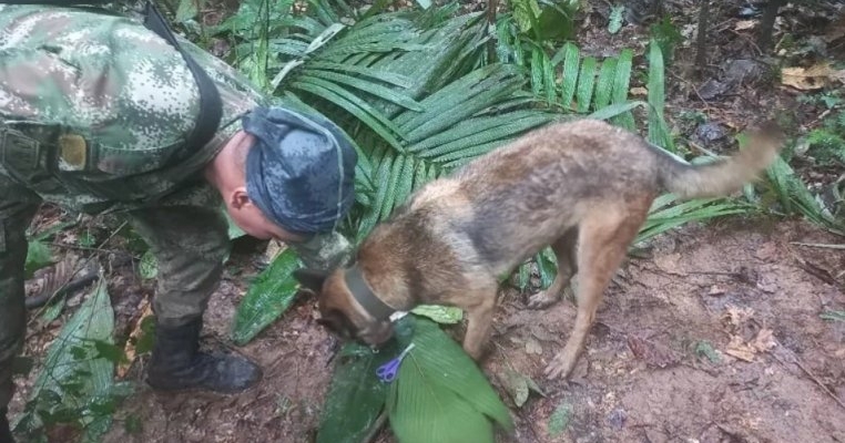 Patru copii au supraviețuit timp de 17 zile în pădure după prăbușirea avionului în care se aflau