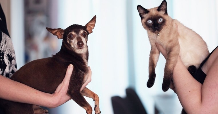Ce spune despre tine și familia ta numele animalului de companie, conform experților