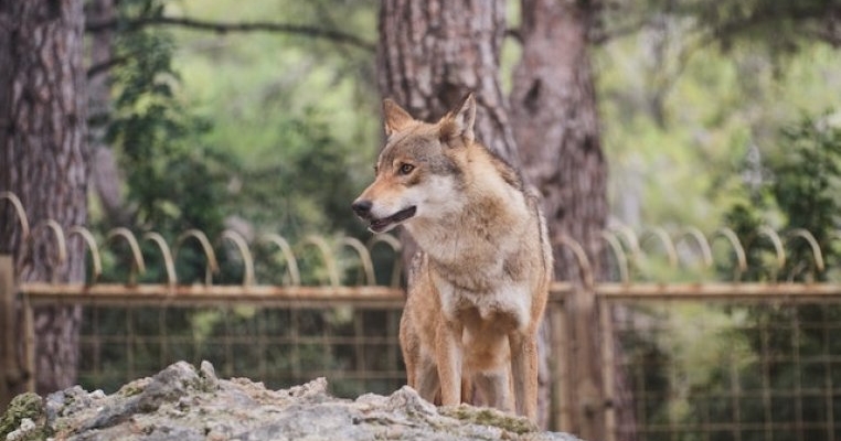 O fetiță a fost mușcată de un lup la grădina zoologică din Sibiu
