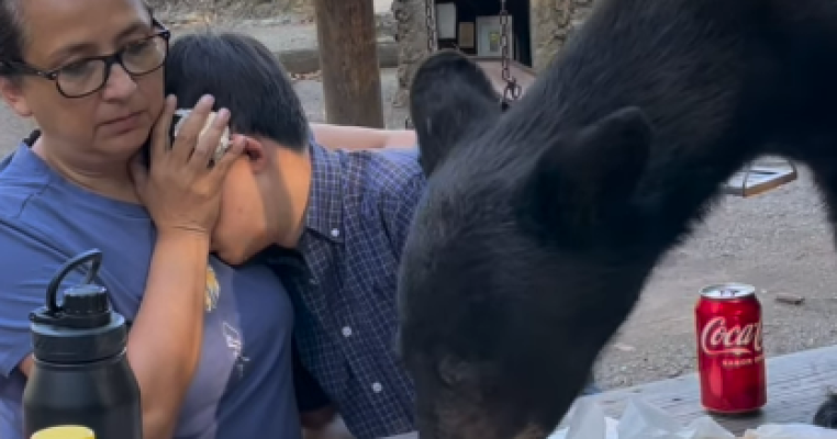 Picnic cu peripeții: cum își protejează o mamă copilul de un urs care se afla la doar câțiva centimetri distanță