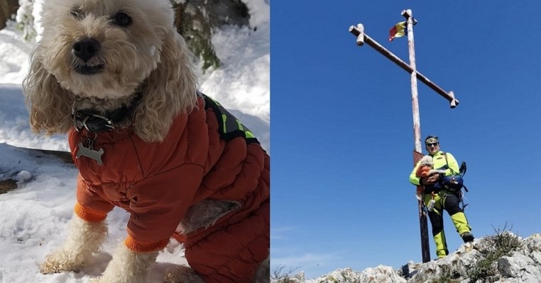 Zoe Alpinista, cățelușa care a cucerit cei mai înalți munți! Este primul câine care a obținut legitimație de mountaniard