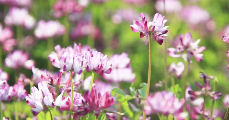 Astragalus: beneficii și mod de administrare