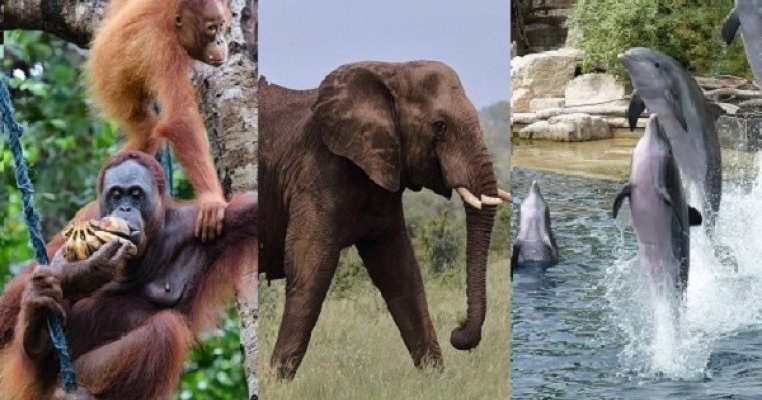Cele mai inteligente animale de pe planetă