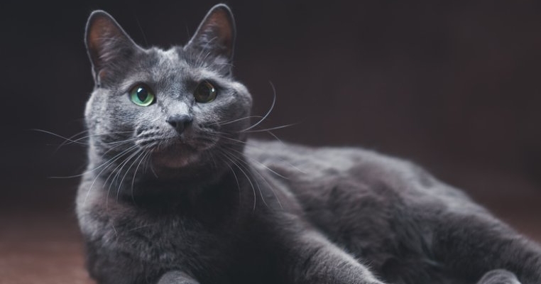 Pisica Albastru de Rusia: x motive să o alegi ca animal de companie