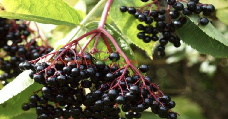 Descoperă puterea naturală a sucului de soc și hibiscus pentru scăderea tensiunii arteriale și protejarea sănătății cardiovasculare