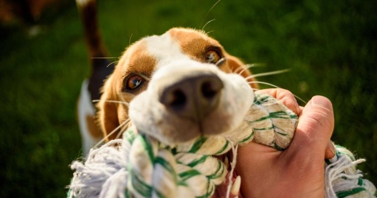 Cum contribuie jucăriile câinilor la dezvoltarea lor armonioasă?