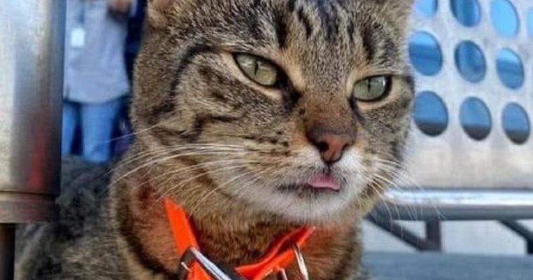 Vasi, mascota aeroportului din Otopeni încă este de negăsit!