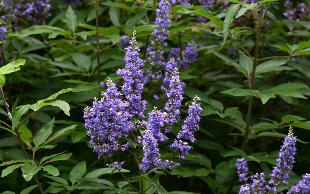 Vitex angus-castus: beneficii și recomandări