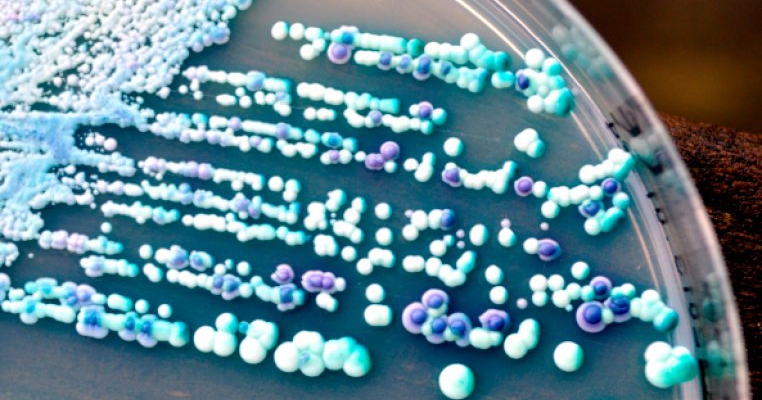 Candida: tratament naturist