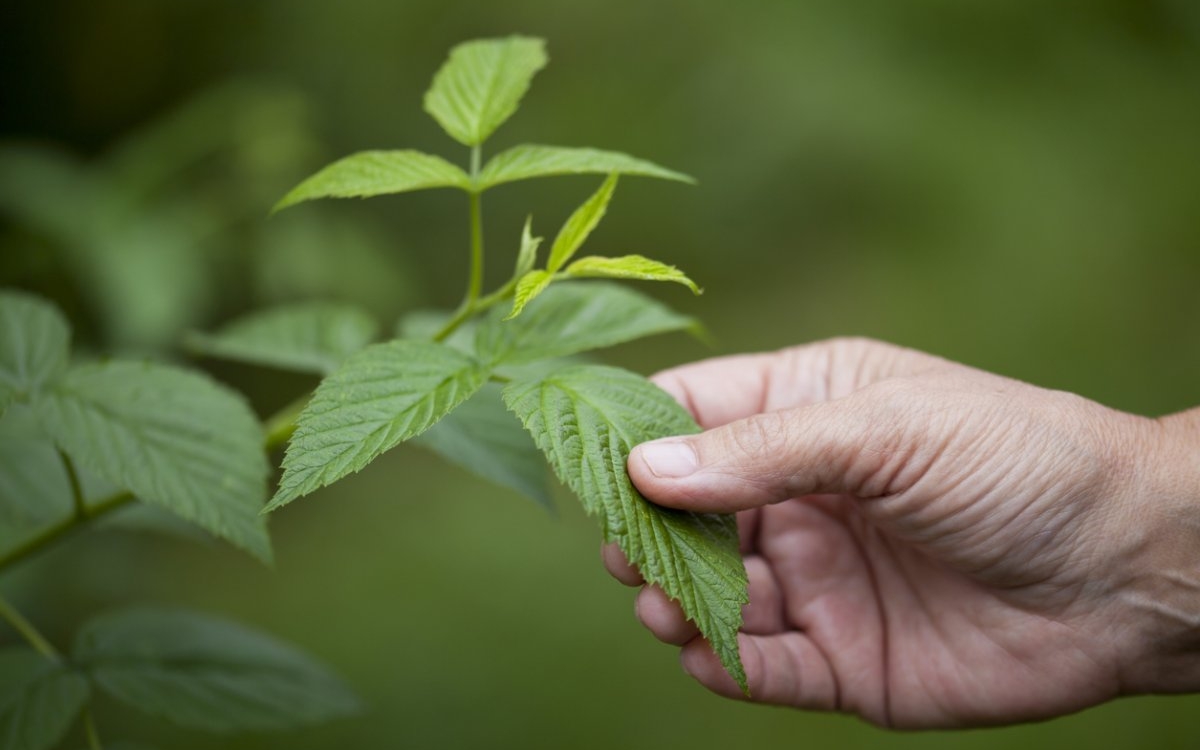 Extract de zmeur: beneficii și recomandări