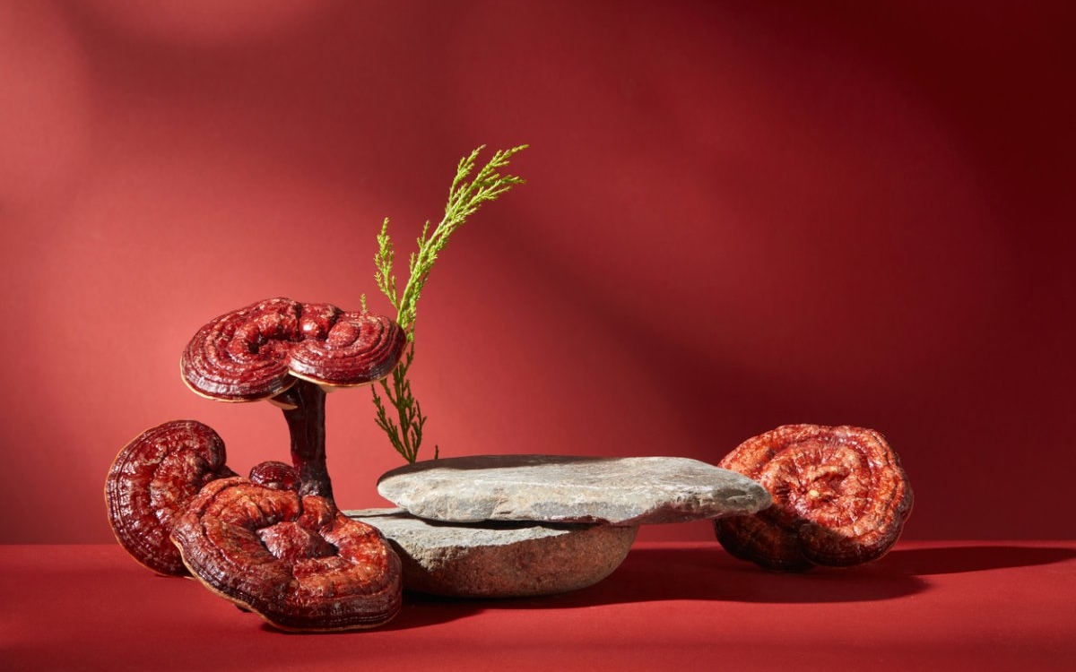 Ciuperca Reishi: beneficii și mod de administrare