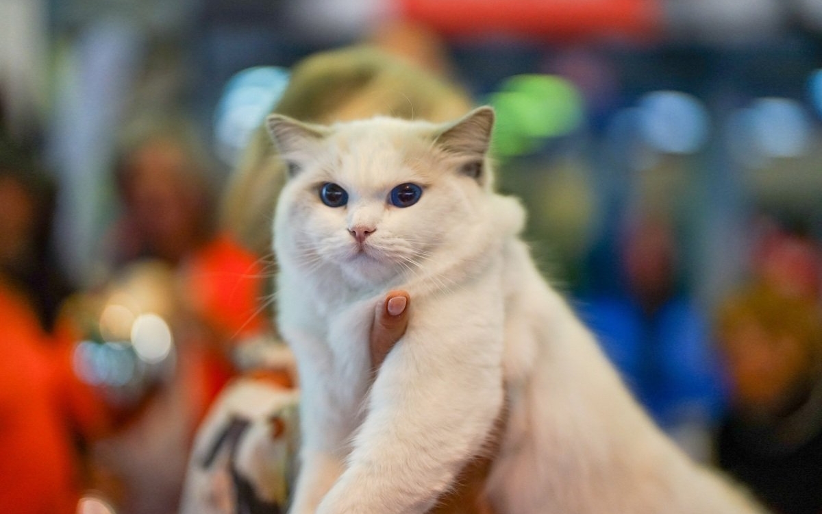 Mustățile care simt vibrațiile din aer: lumea unică a pisicilor, explicată de experții ROYAL CANIN®