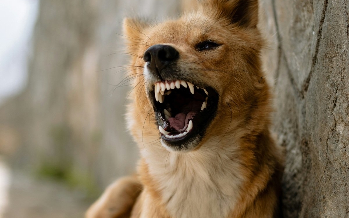 O fetiță de șase ani din Alba a fost la un pas de tragedie după ce a fost mușcată de un câine în drum spre bunici. Fratele ei a salvat-o