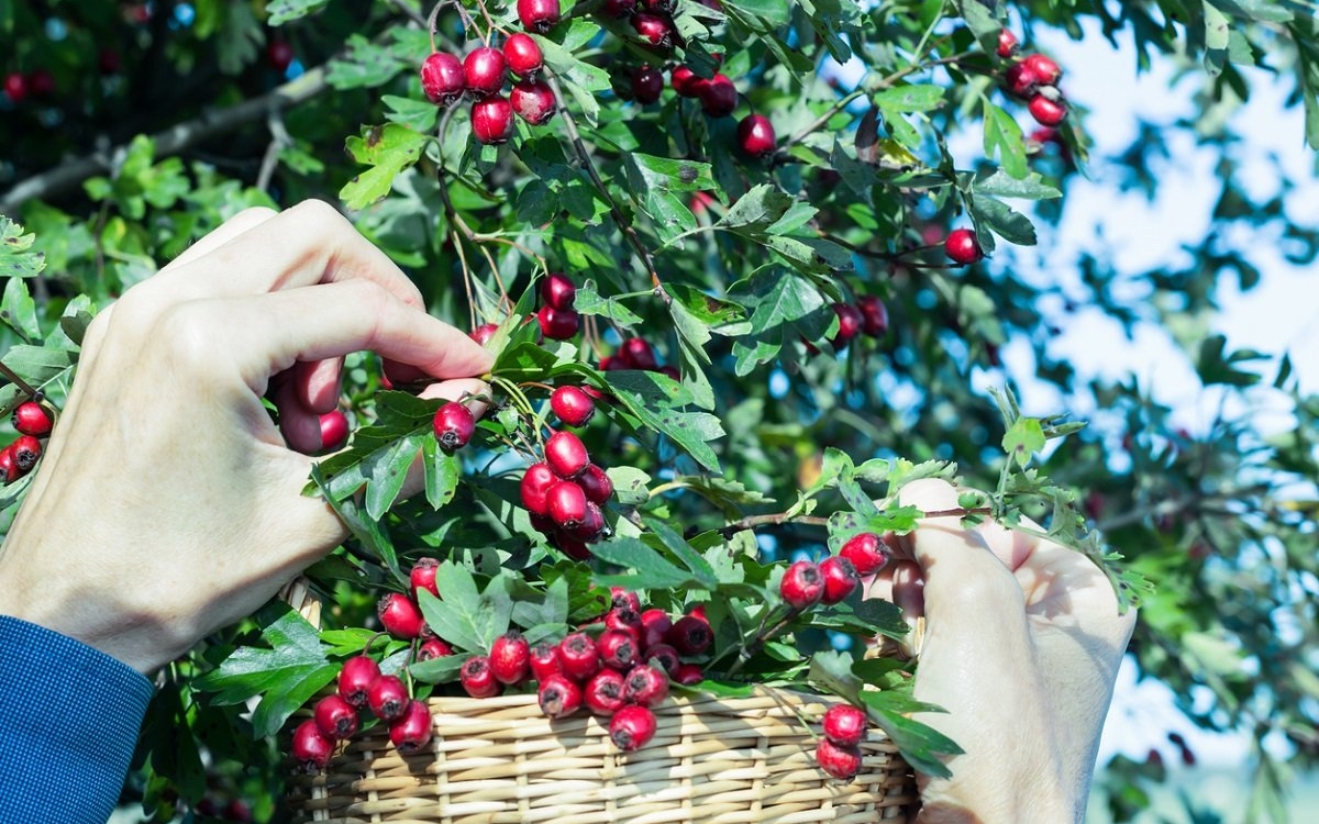 Păducel: beneficii și proprietăți